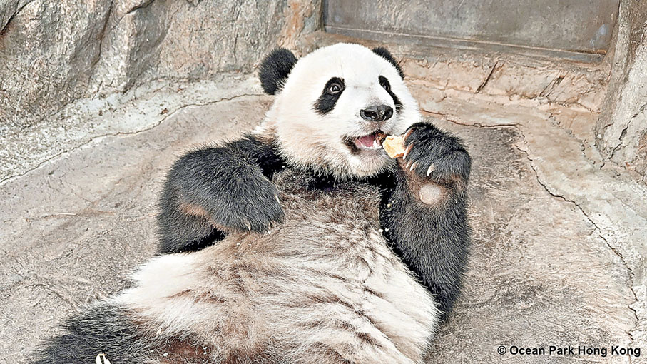 ■大熊貓得得享受窩窩頭。