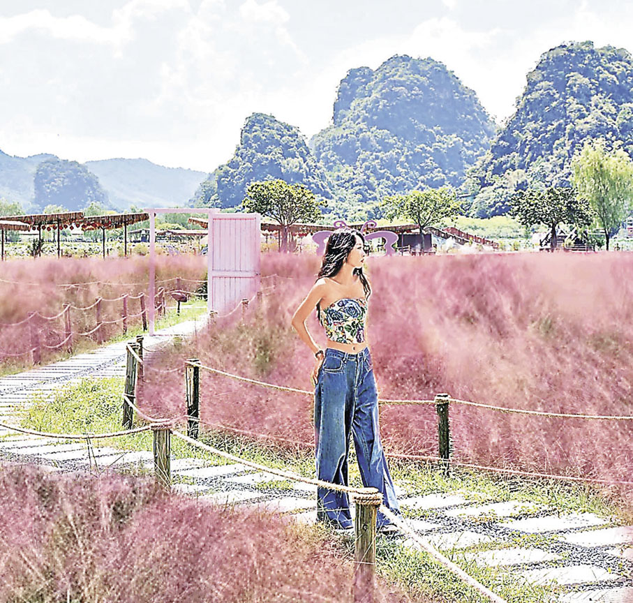 ■粉黛花海吸引不少網紅前往打卡。