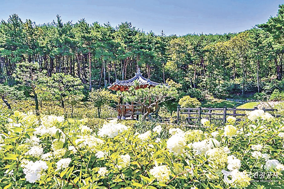 ■雲梯山森林浴場被漫山綠色樹木及花卉包圍。