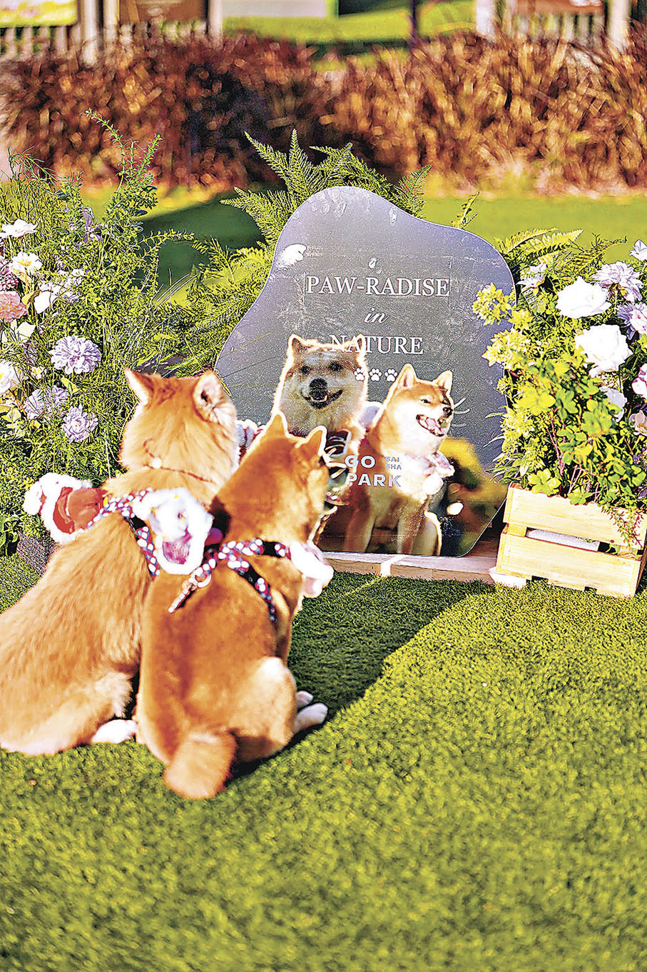 ■鏡中映照着萌寵歡樂互動。