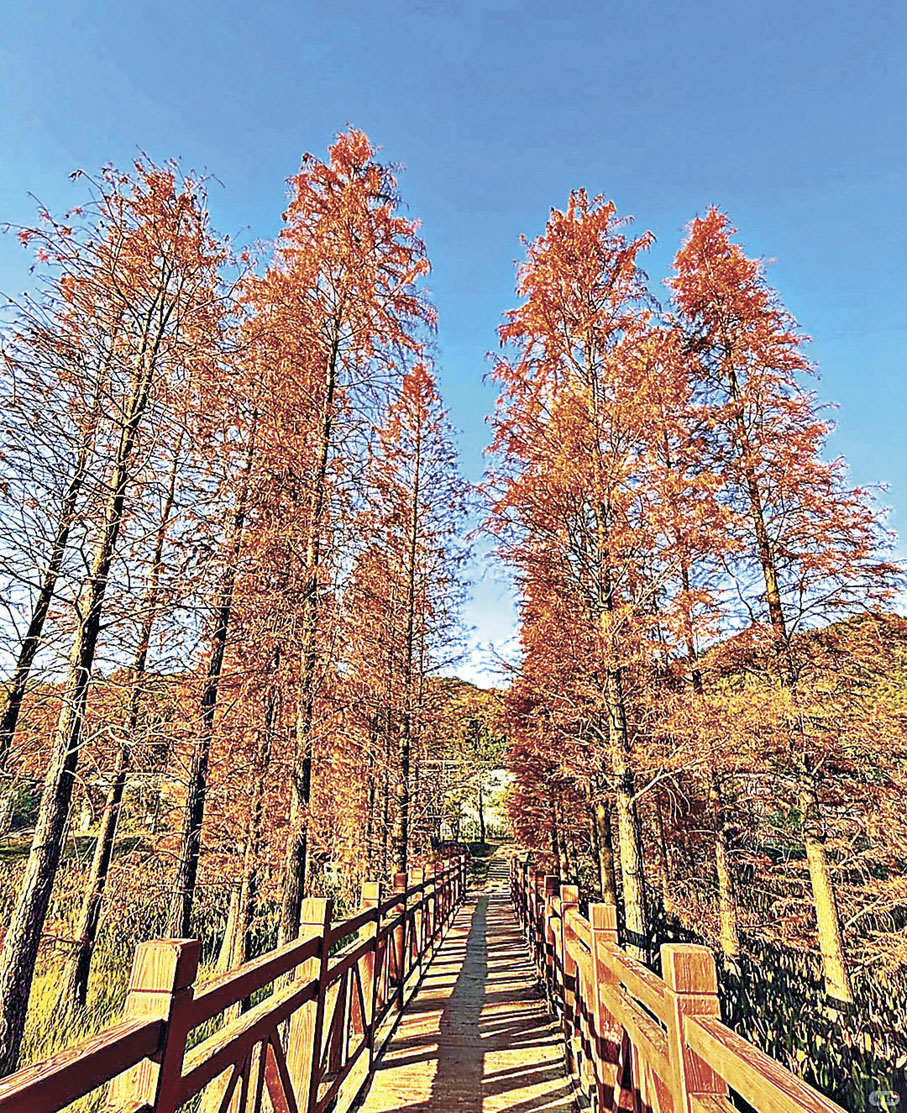 ■木橋兩旁的「紅楓」拍照夠出片。  小紅書@小米君