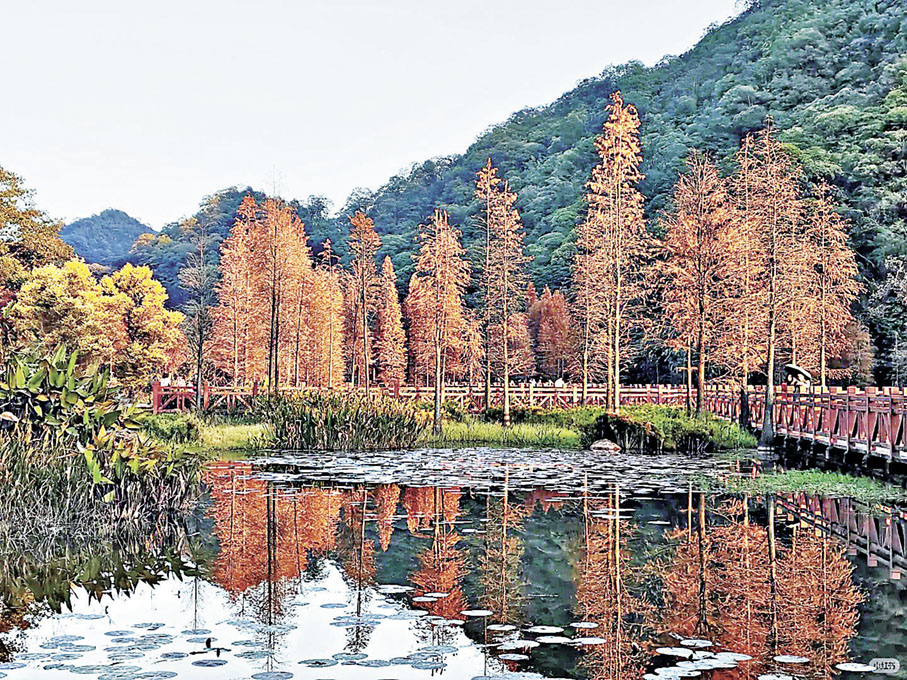 ■大家值得北上從化，提早感受秋色。  小紅書@豆小姐