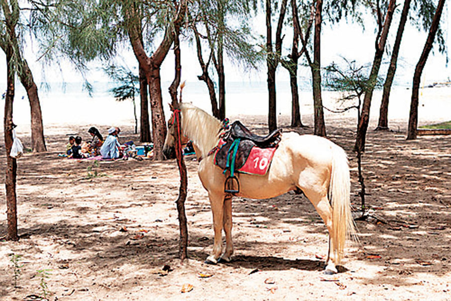 ■撒米拉海灘遊客可租用馬匹在沙灘漫步。