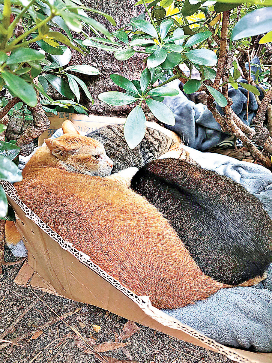 ■跑步途中有機會遇上佐敦里的小貓。