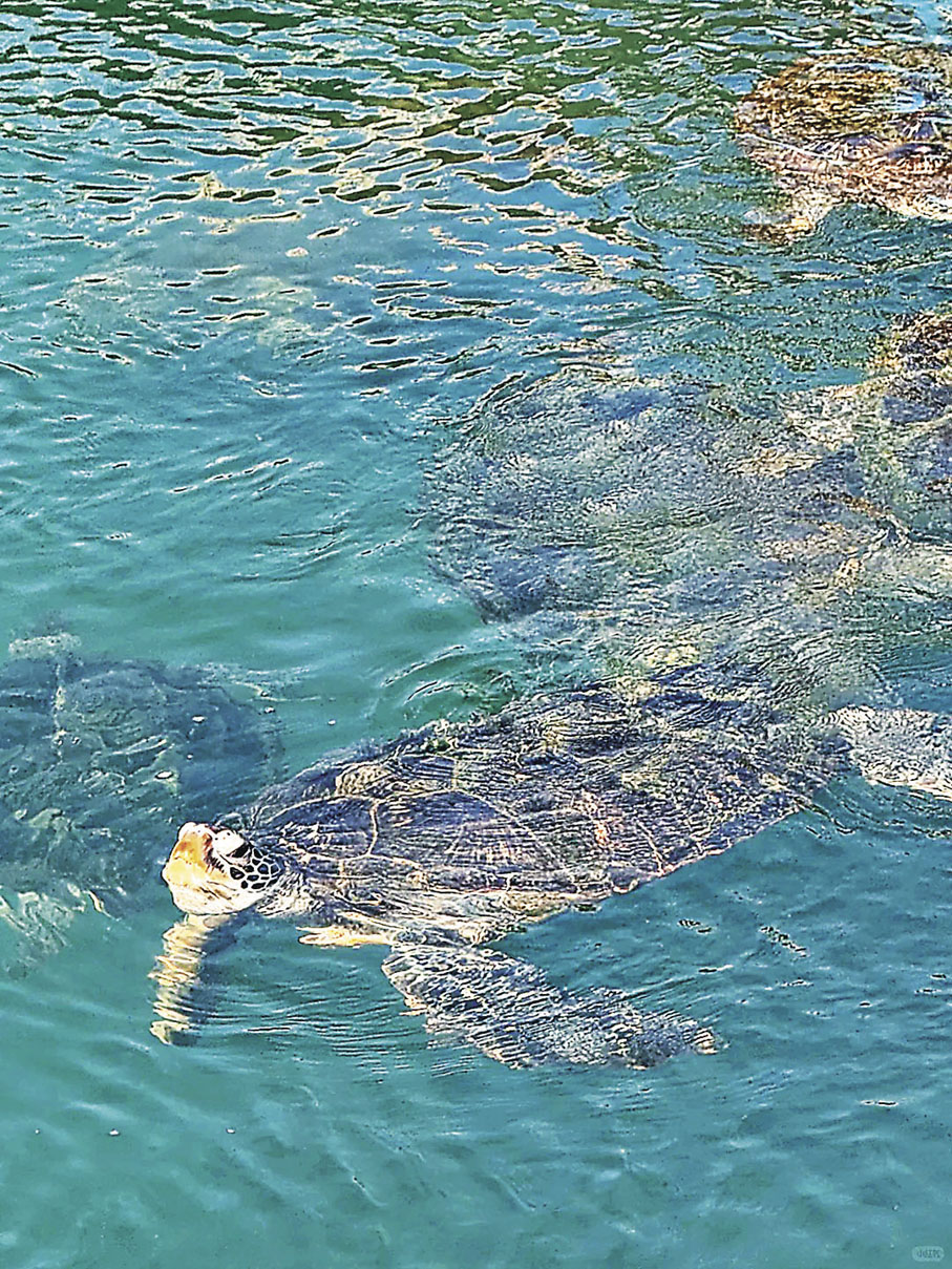 ■海龜國家級自然保護區可以看大海餵海龜。 小紅書@芋泥咸蛋黃