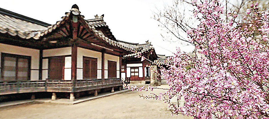 ■首爾古宮昌德宮後院盛放的重瓣紅梅。