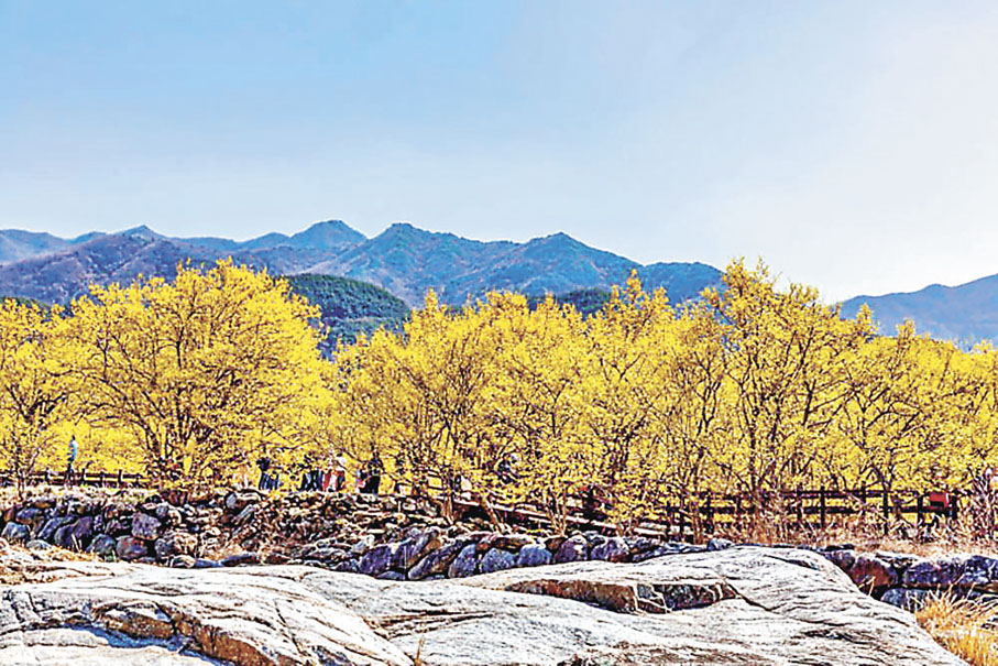 ■全羅南道求禮山谷會被山茱萸的金黃花朵鋪滿。