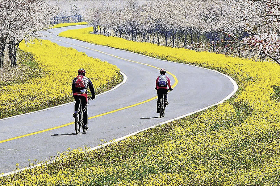 ■濟州鹿山路油菜花路，路段長達10公里。