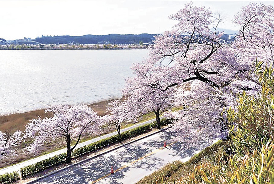 ■江陵鏡浦湖湖邊大道長滿粉白色櫻花。