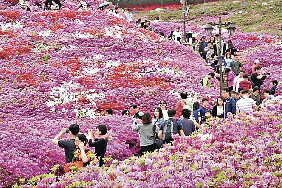 ■京畿道躑躅花園長滿鮮艷的杜鵑花。