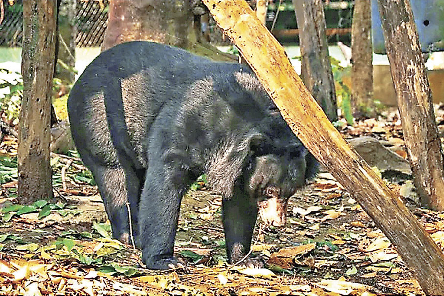 ■在關西瀑布裏頭有一個黑熊保育園。