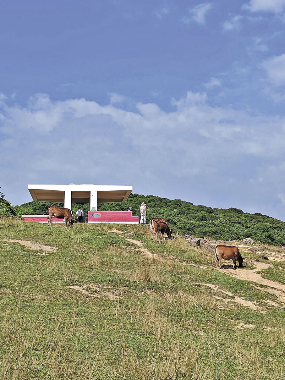 ■山坡上有牛隻自由行走。
