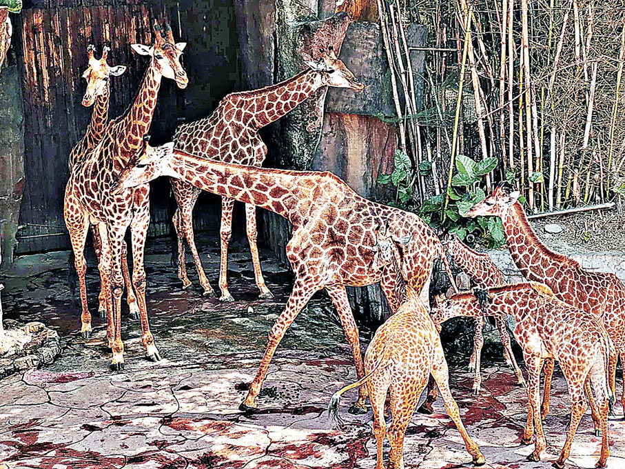 ■童話動物王國的長頸鹿個性溫馴可愛。  小紅書@雨紛紛