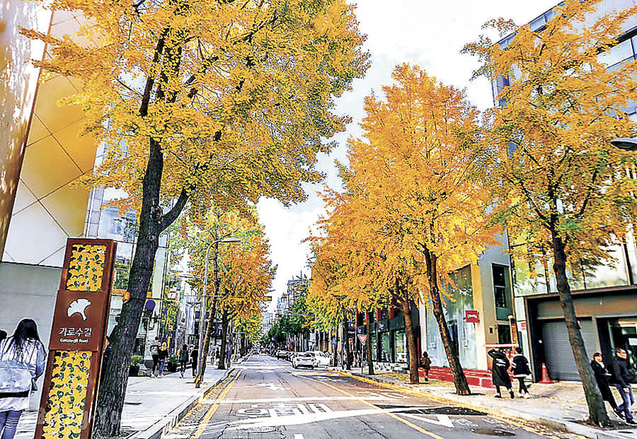 ■島山公園鄰近商店街兩旁滿布銀杏樹。