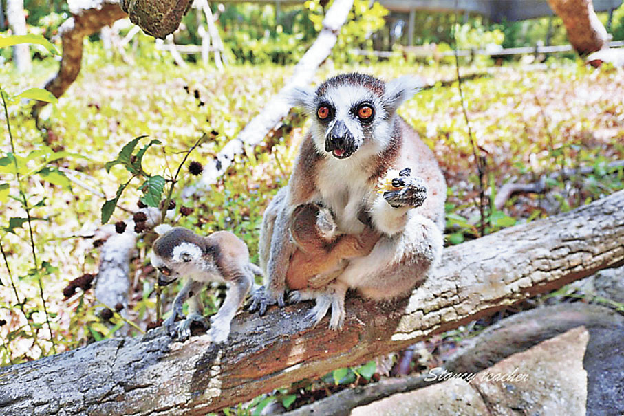 ■珍珠動物園的環尾狐猴。