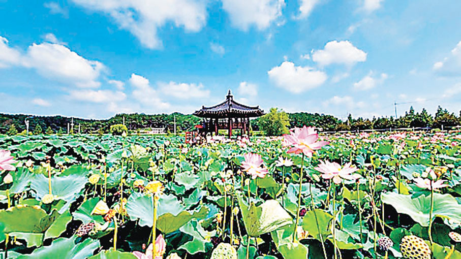 ■咸安蓮花主題公園內的蓮花池蓮花盛開。