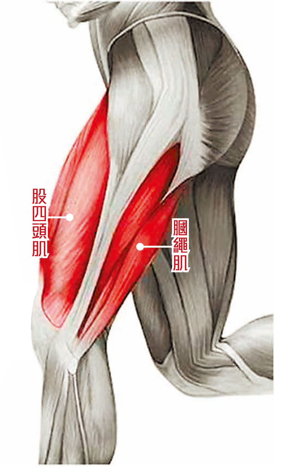 ■大腿前方的股四頭肌及後方的膕繩肌，都是重要的肌肉群組。