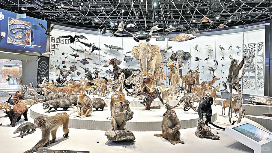 ■展廳內的動物標本。