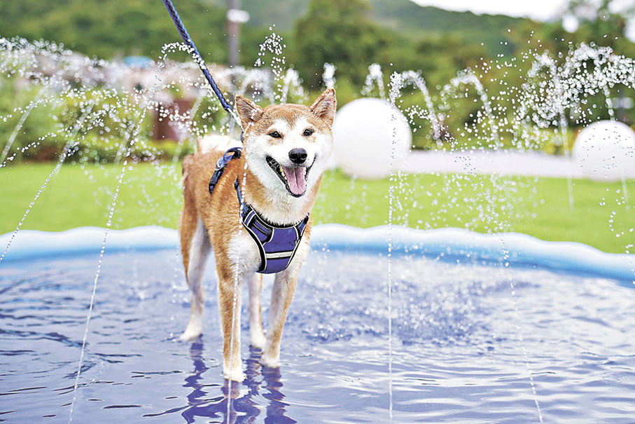 ■萌寵激爽嬉水樂園