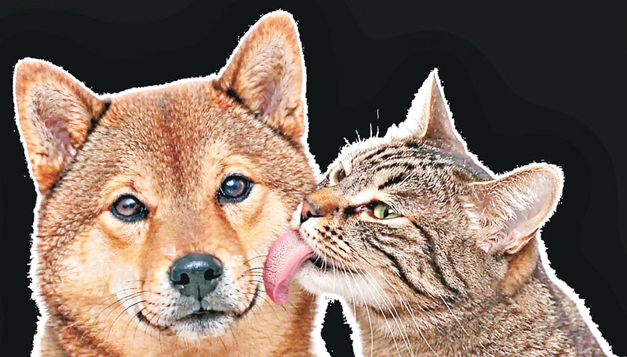 ■附贈柴犬和虎斑貓電腦桌布。