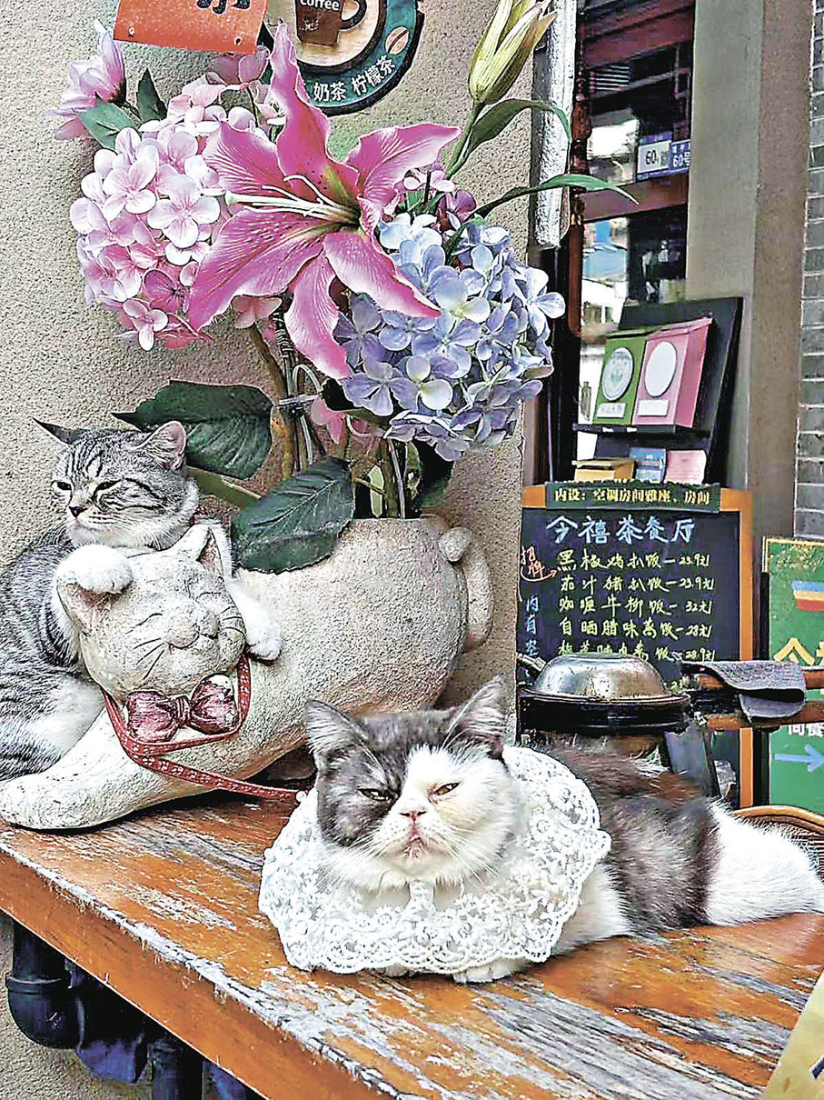 ■Cafe有多隻主子迎賓，啱晒貓奴。
