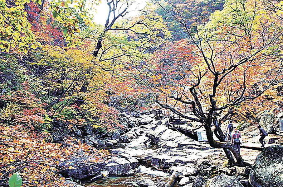 ■千佛洞溪谷兩旁山林紅葉盛放。