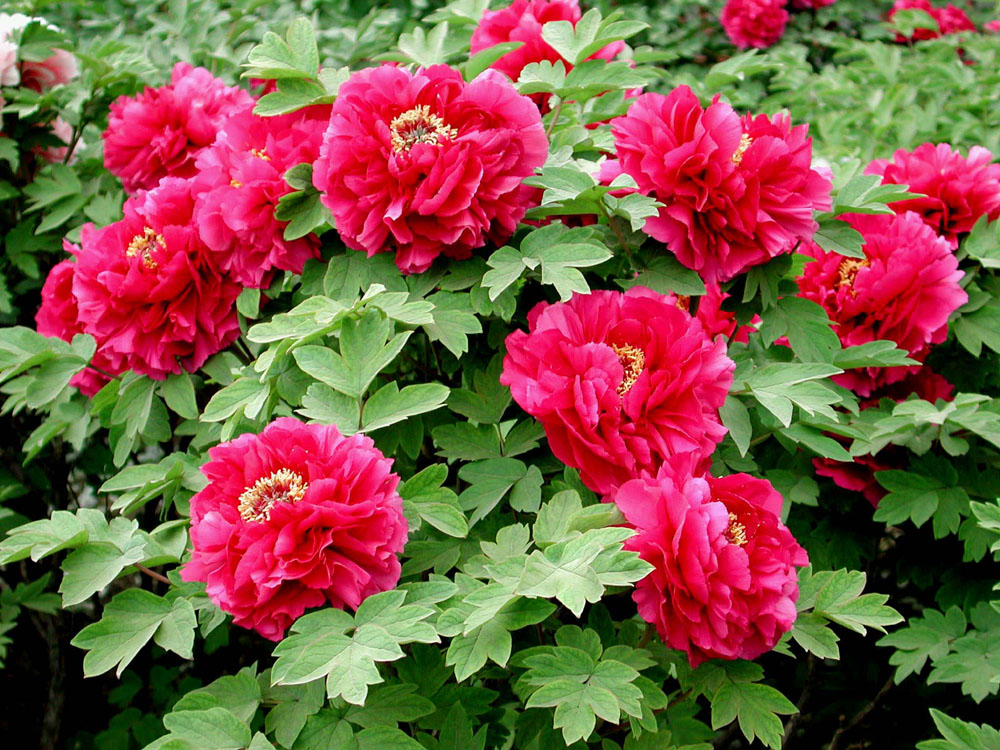 Symphonic Rhapsody Peony 交響狂詩篇 冬牡丹 駿河屋 -<中古>Symphonic Rhapsody ”Peony” -交響狂詩篇 冬牡丹