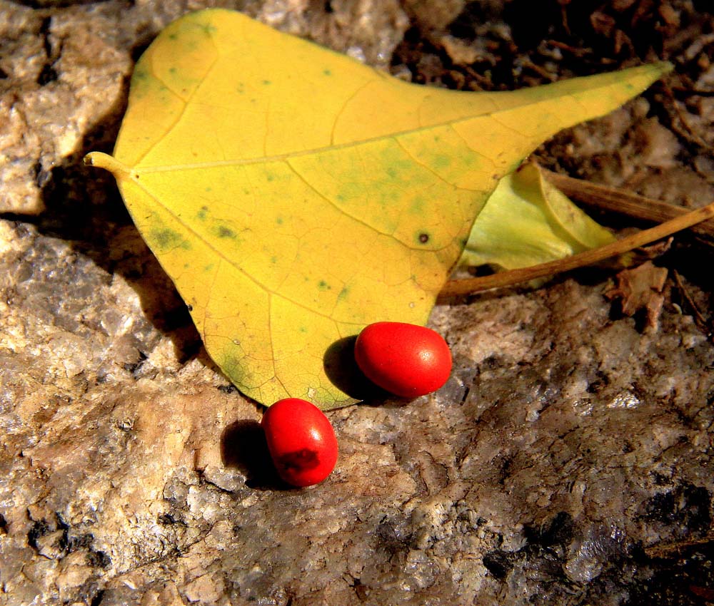 　　圖：紅豆生南國，此物最相思（王鉅科攝）