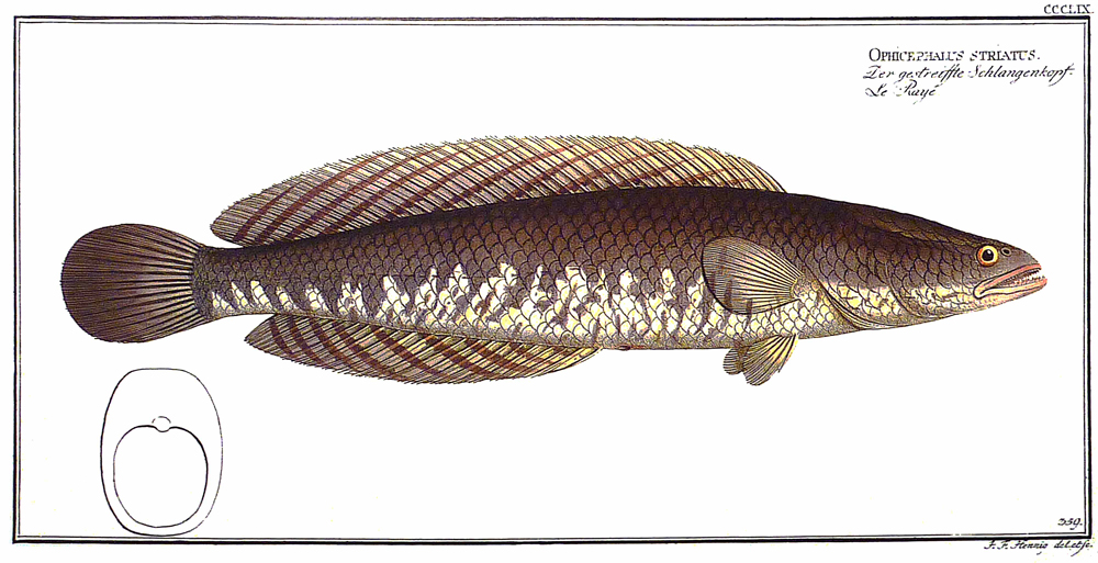 　　圖：線鱧—布洛赫一七九三年的原圖