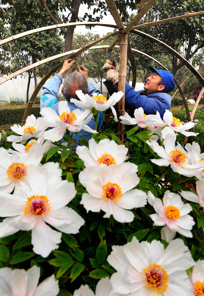 　　圖：洛陽國花園盛開的牡丹花初露芳容（新華社）