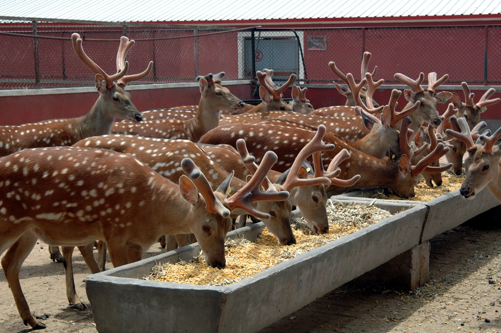 　　圖：在「十二五」期間，東豐縣將把東豐梅花鹿產業打造成全縣的支柱產業