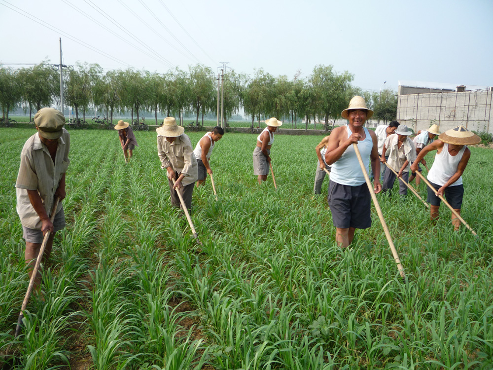 　　□河北晉州市周家莊是中國目前唯一保留人民公社制度的鄉級行政單位，下設十個生產隊，土地公有、集體勞作、統一分配是其最大特點。村民無論從事農業生產還是進社辦企業做工，均實行工分制，每日的工作成果以工分計量由專人記錄，年終匯總結算分紅。近年全社社員年均收入達到2萬元，而且不包括平時享受到的各方面社會福利，更不包括生產材料費用，是純個人收入。\文、圖：本報記者 李小聰