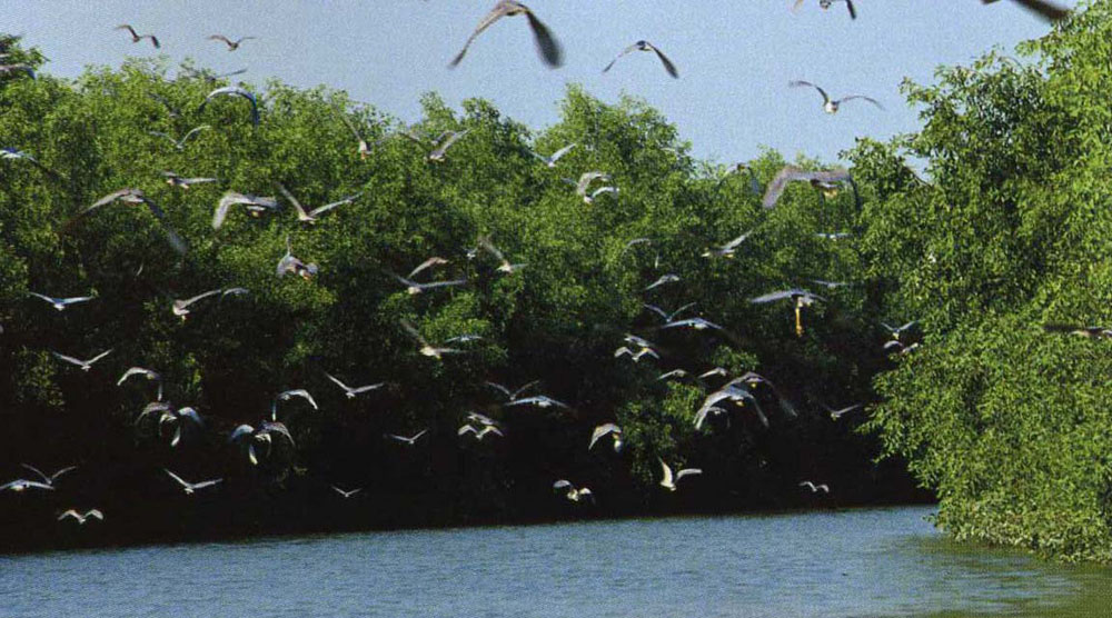　　圖：廣州南沙濕地公園擁有連片的珍貴紅樹林/黃裕勇攝