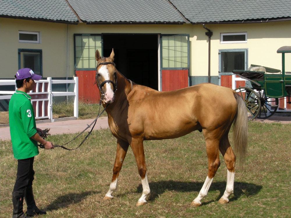 　　圖：華彬集團京郊莊園裡飼養着八匹來自中亞的汗血馬中央社