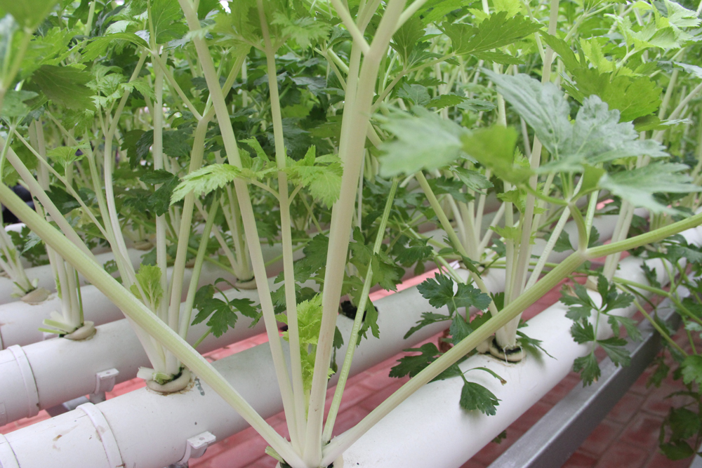 　　□出產於山東的馬家溝芹菜是中國芹菜最具地方特色的品種，它的種子曾跟隨「大洋一號」科考船在南印度洋下潛，亦跟隨神舟七號載人飛船進入太空。經過6年的培育，上過太空的航天馬芹已表現出較穩定的性狀，明年有望走上百姓餐桌。 文╱圖：大公報記者 胡?龍