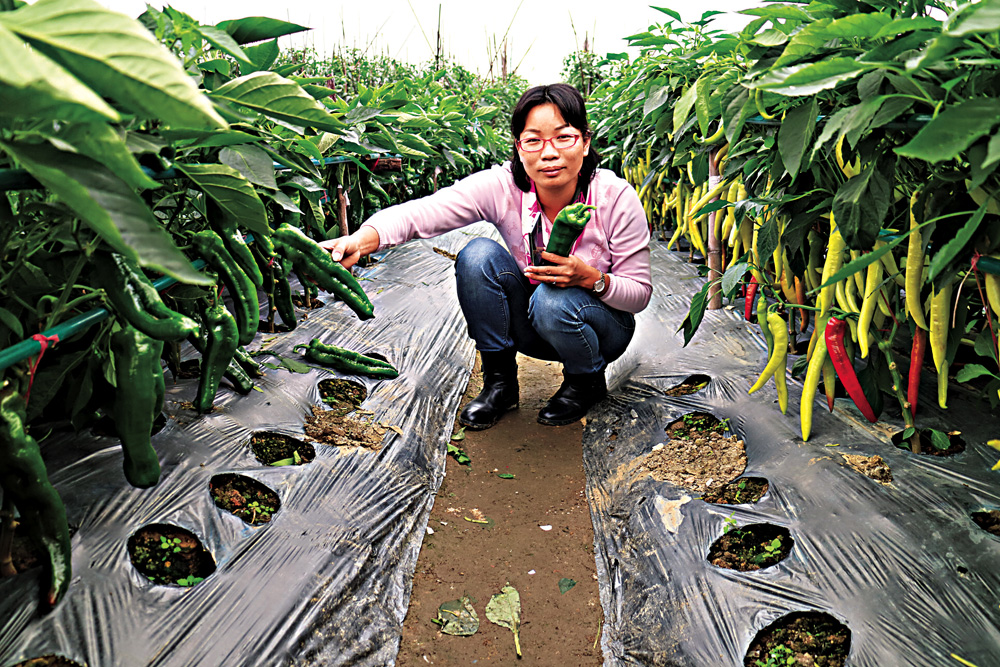 　　□中國新一代運載火箭長征七號日前順利發射升空，一同飛天的還有來自廣東江門、寧夏、西藏等地的農作物種子，助推中國航天育種騰飛。其中，有重達398克的菜心、朝天椒、辣木等多個品種的種子來自位於廣東省江門地區的首個航天育種院士工作站。300多米「中國航天科普長廊」、與眾不同的瓜果……記者近日走訪了該航天育種示範基地，一探這個已培育了20多個「太空米」、「太空菜」品種基地背後的故事。/文、圖：大公報記者 方俊明