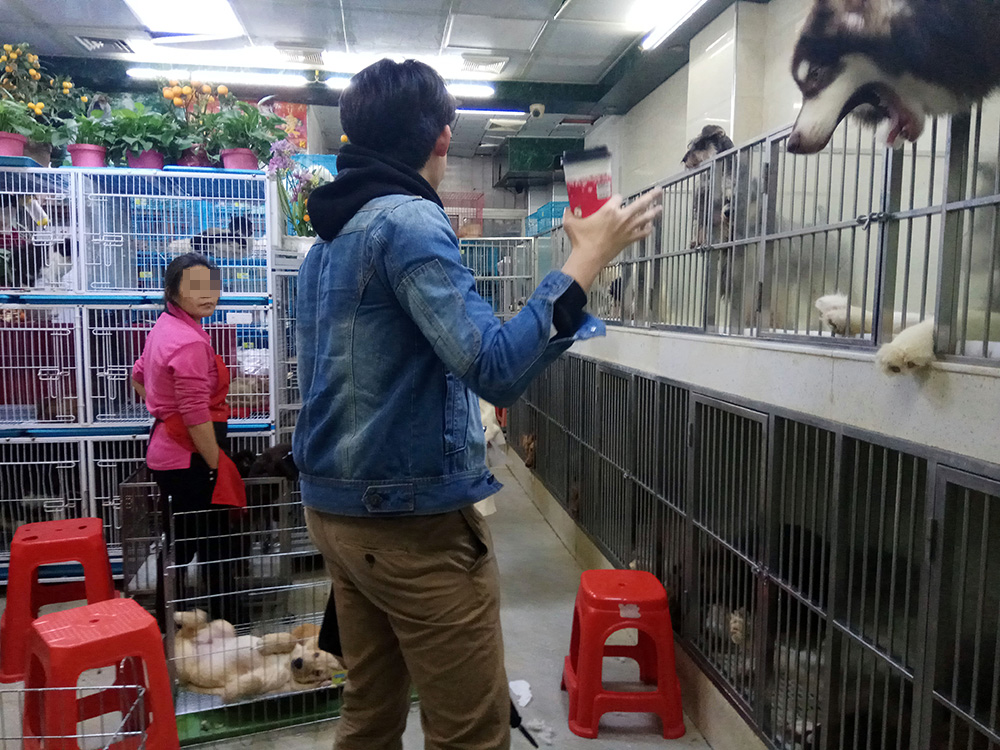 　　圖：涉嫌虐狗的深圳寵物店臭氣撲鼻，一頭阿拉斯加雪橇犬向客人伸頭狂吠，店員稱狗隻長期被困十分可憐，希望記者購下「拯救」牠