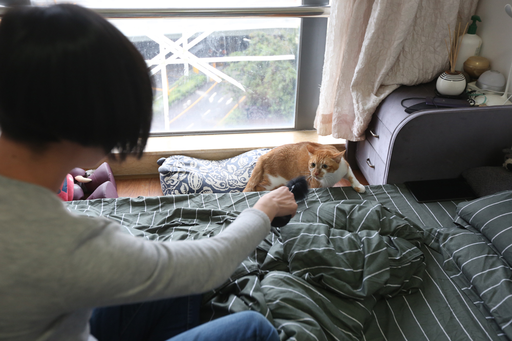 　　圖：Sue不忍心所養花貓留在香港家中無人照顧，曾安排為花貓麻醉再偷運返深圳