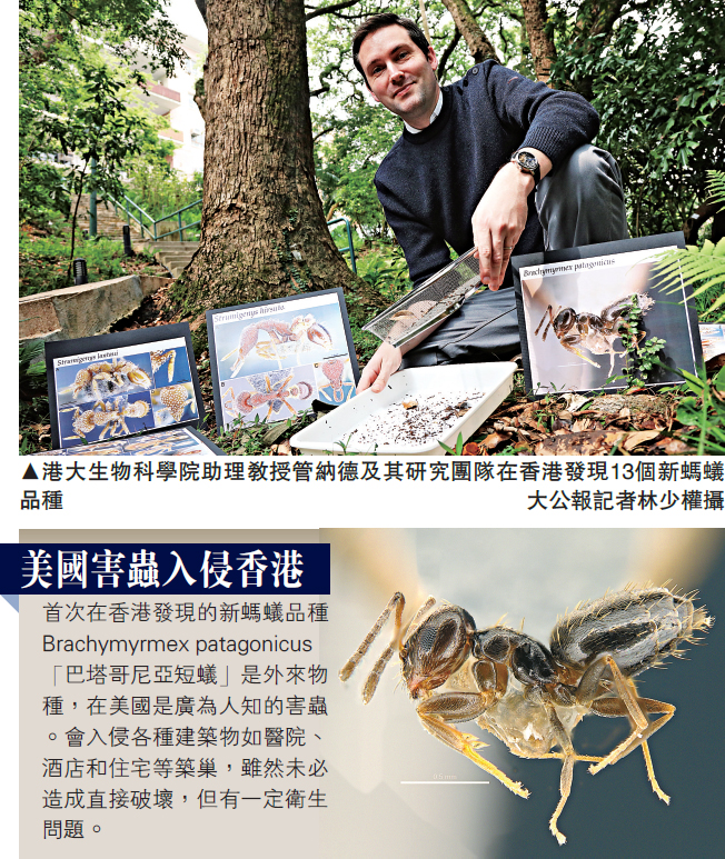 　　圖：港大生物科學院助理教授管納德及其研究團隊在香港發現13個新螞蟻品種\大公報記者林少權攝