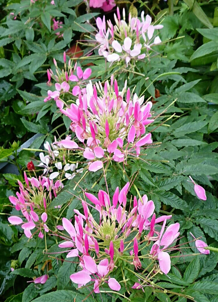 　　圖：淡紅、淡紫、粉白的醉蝶花，似蝴蝶起舞\作者供圖