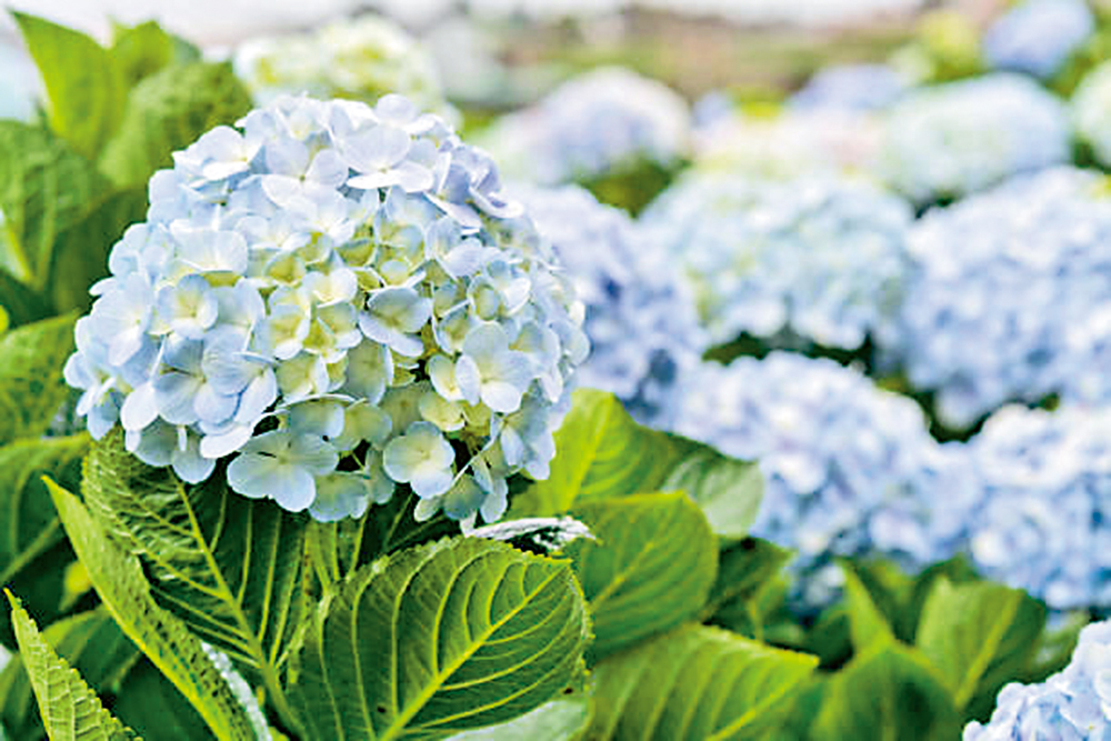 　　圖：綉球花的花期從六月到九月\資料圖片