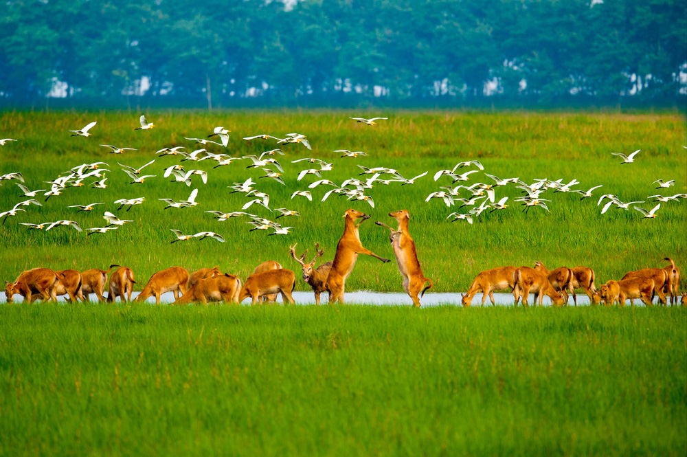 　　圖：江蘇鹽城黃海濕地有超過680種脊椎動物和500多種無脊椎動物，包括415種鳥類