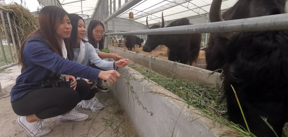 　　圖：學子們在安多牧場體驗餵食牦牛  大公報記者劉俊海攝