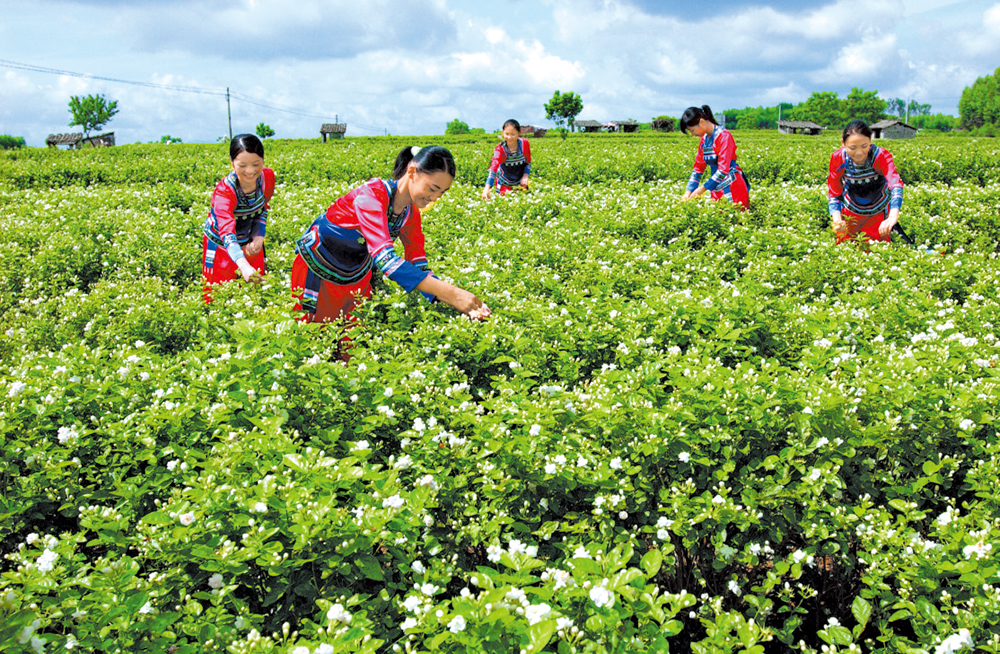 　　圖：少女在橫縣花田採摘茉莉花
