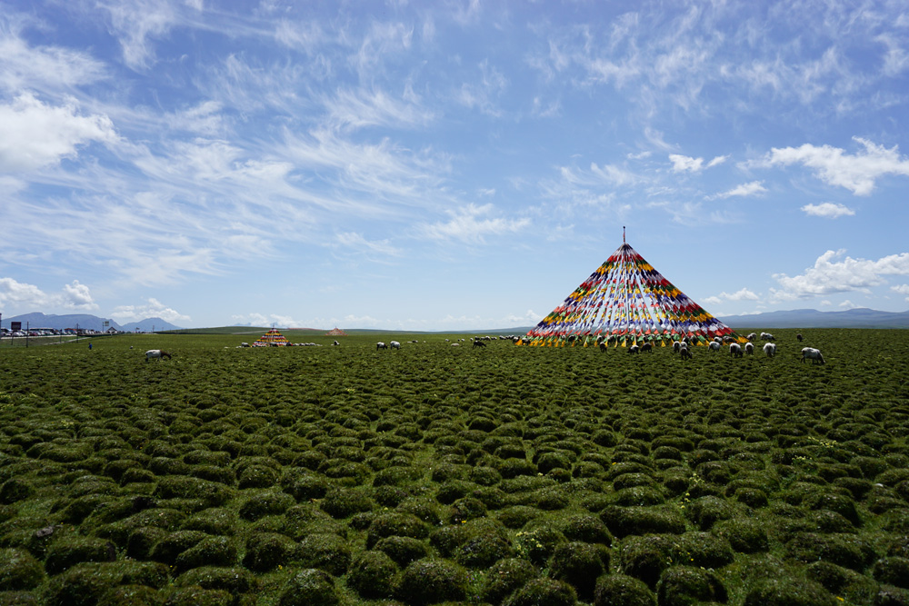　　圖：美仁大草原上錯落有序的小草包，是特有的高原沼化地貌