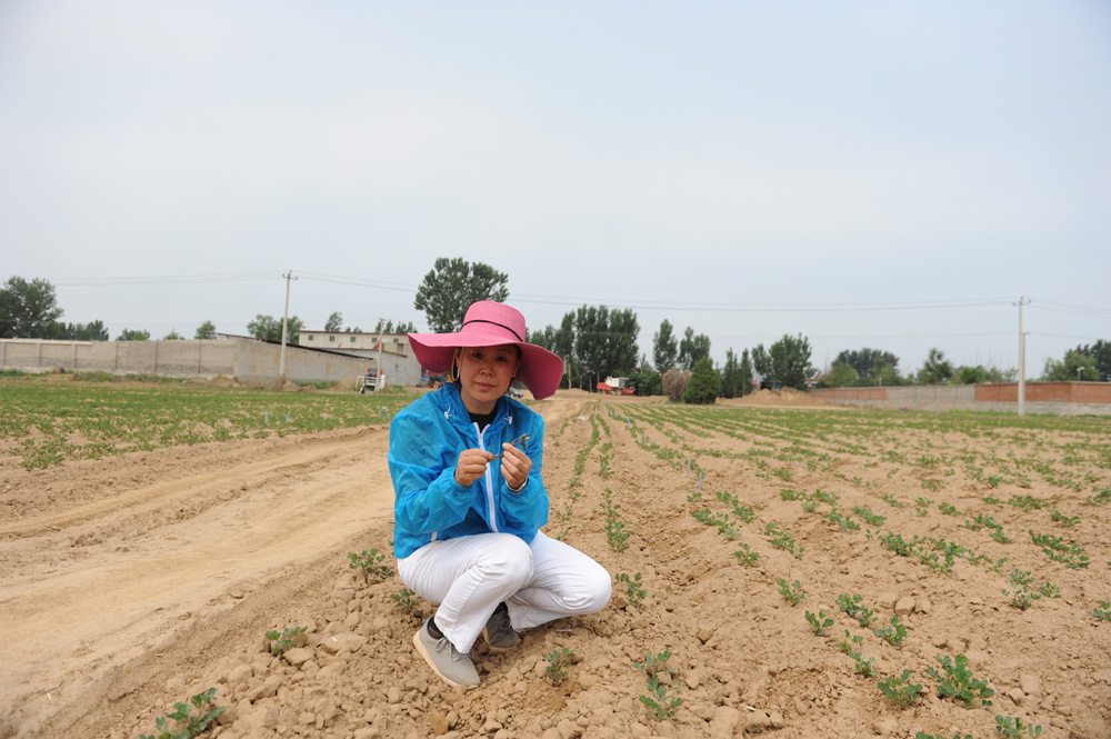 　　圖：全國農業勞動模範、保定市易園生態農業科技開發有限公司創始人蔣曉霞