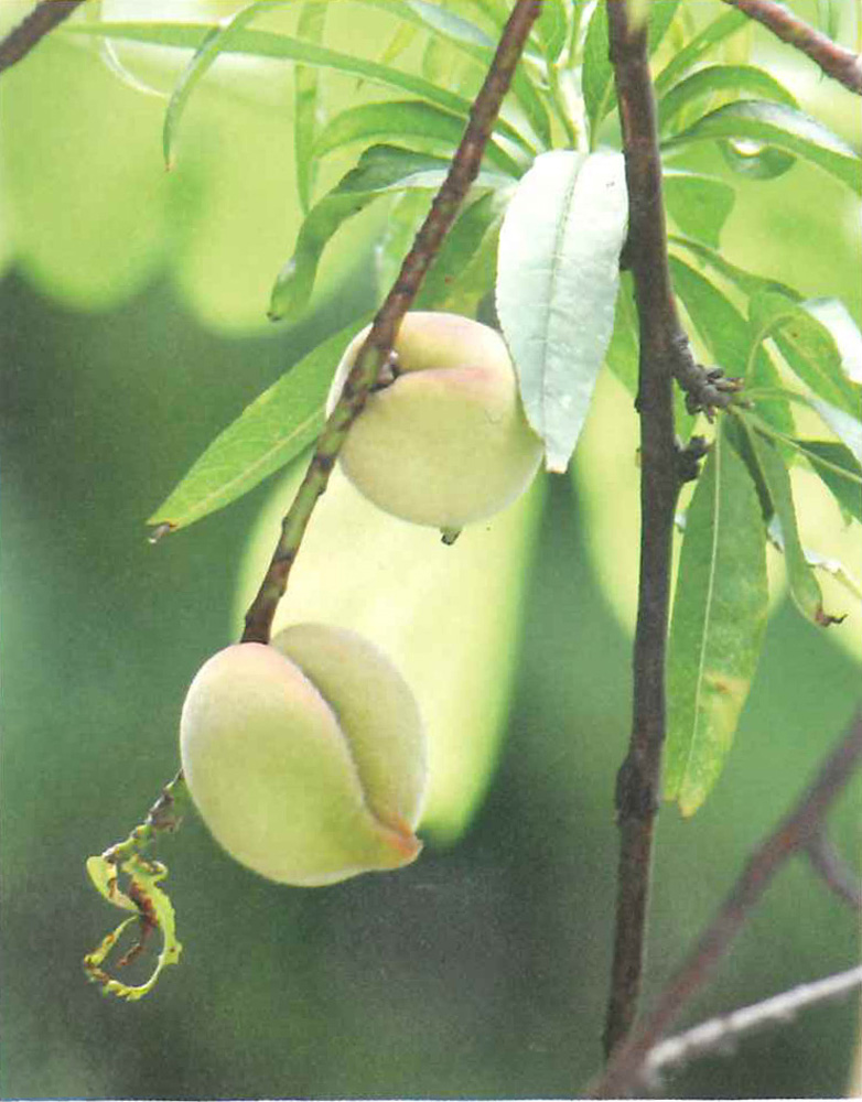 　　圖：桃味甘性溫，容易上火，不宜吃太多