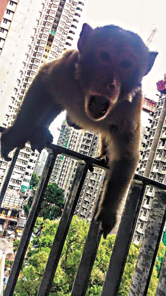 　　圖：猴子爬上單位窗口對出平台，居民拿手機拍攝，猴子發惡飛撲過來　受訪者提供