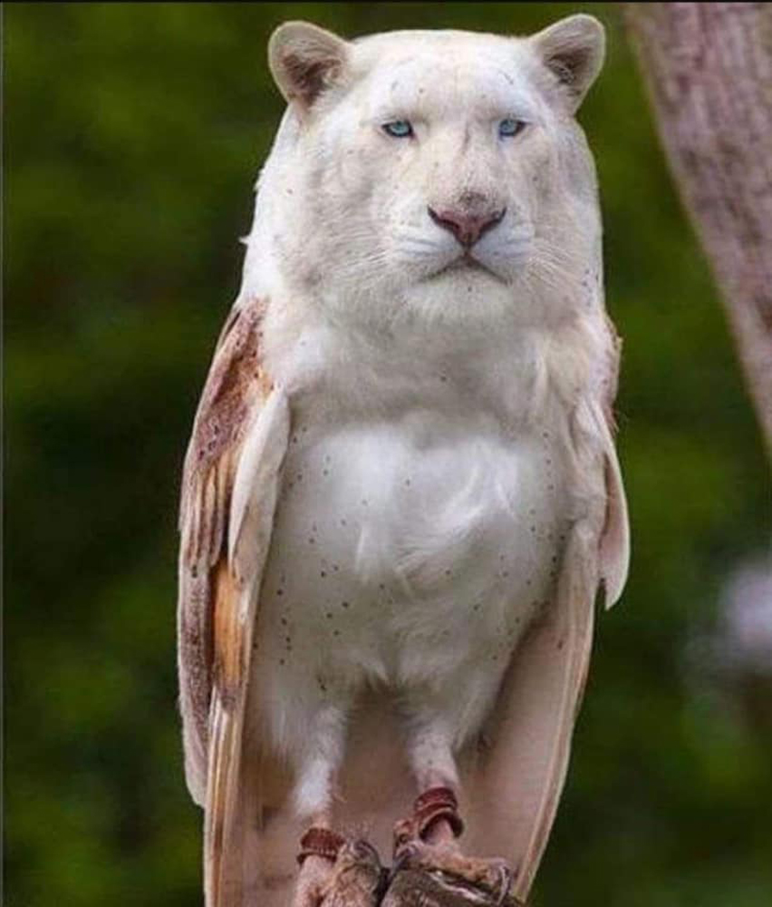 　　圖：亂港分子將私了化身成為一隻獅子頭、鳥身的三不像，意圖將暴力行為形象化和合理化\網上圖片