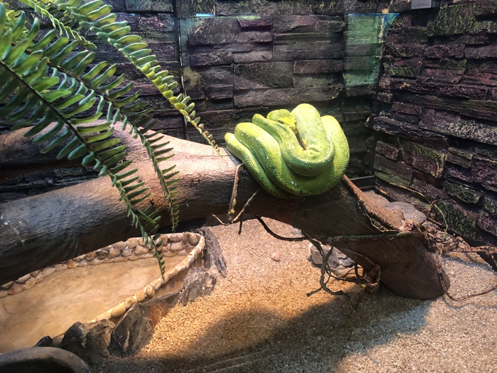 　　圖：綠樹蟒主要捕食蜥蜴、鳥類、細小哺乳類動物及蝙蝠